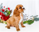 Small Photo #41 Cavalier King Charles Spaniel Puppy For Sale in WAKARUSA, IN, USA