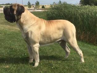 Father of the Mastiff puppies born on 11/04/2016