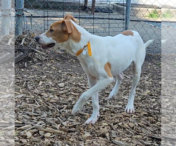 Medium Photo #5 Mutt Puppy For Sale in Bloomingdale, NJ, USA