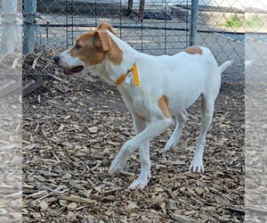 Jagger - Male Mutt Dog for Adoption - Photo #5