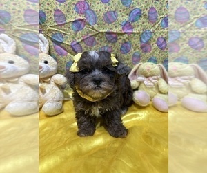 Shih-Poo Puppy for sale in LANCASTER, MO, USA