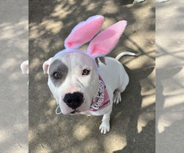 Medium Photo #9 American Bulldog-Unknown Mix Puppy For Sale in Germantown, OH, USA