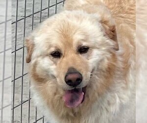 Chow Chow-Golden Retriever Mix Dogs for adoption in Yardley, PA, USA