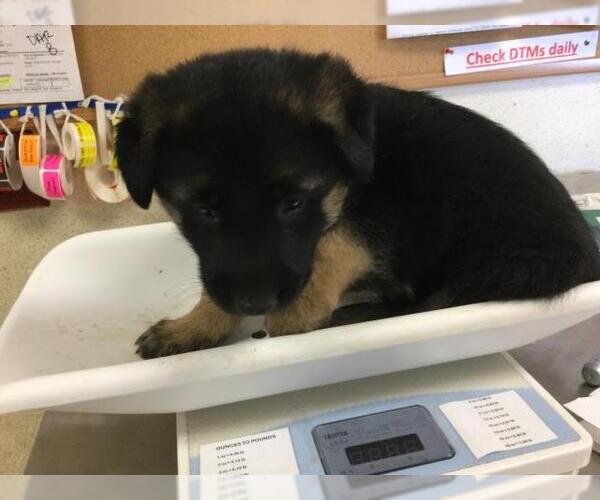 Medium Photo #1 German Shepherd Dog Puppy For Sale in Riverside, CA, USA