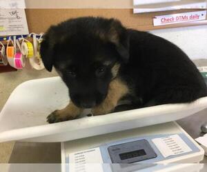 German Shepherd Dog Dogs for adoption in Riverside, CA, USA