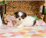 Small Shih Tzu