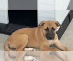 Small #1 Catahoula Leopard Dog Mix