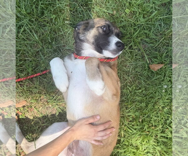 Medium Photo #4 Mutt Puppy For Sale in Yardley, PA, USA