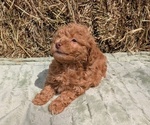 Puppy Heath Poodle (Miniature)
