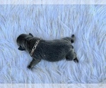 Small Photo #44 French Bulldog Puppy For Sale in HAYWARD, CA, USA
