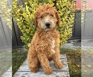 Mini Whoodle (Wheaten Terrier/Miniature Poodle) Puppy for sale in MIDDLEBURY, IN, USA