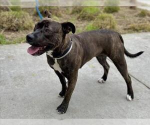 Mutt Dogs for adoption in Martinez, CA, USA