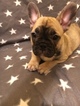 Small Photo #1 French Bulldog Puppy For Sale in WEST PALM BEACH, FL, USA