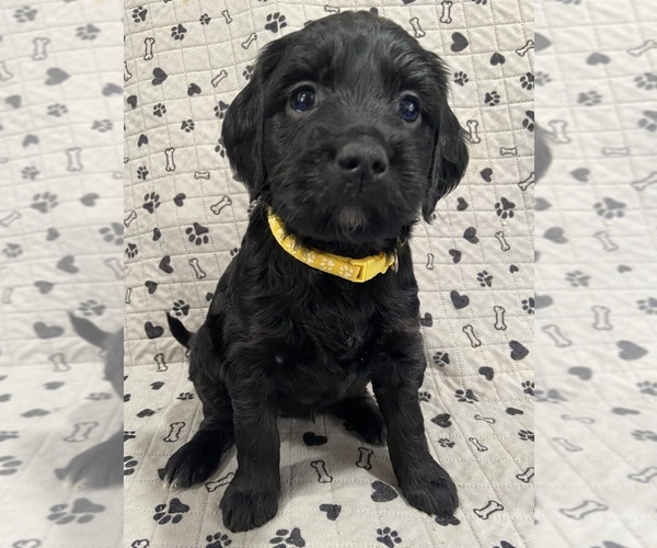Medium Photo #1 Goldendoodle Puppy For Sale in CENTURIA, WI, USA