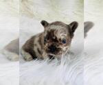 Small #2 French Bulldog