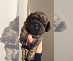French Bulldog-Poodle (Toy) Mix Puppy for sale in NEW WAVERLY, TX, USA