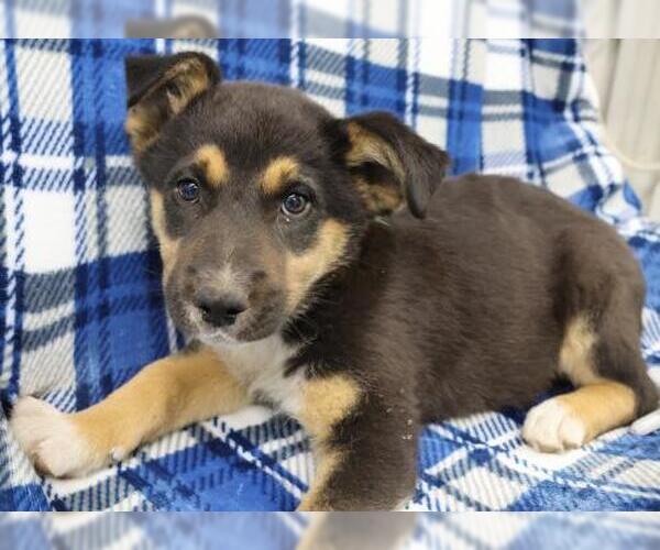 Medium Photo #1 Mutt Puppy For Sale in Thief River Falls, MN, USA
