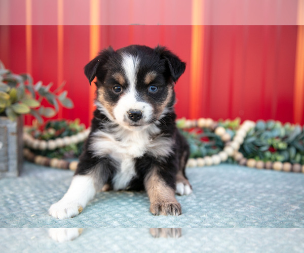 Medium Photo #3 Miniature Australian Shepherd Puppy For Sale in MILLERSBURG, OH, USA