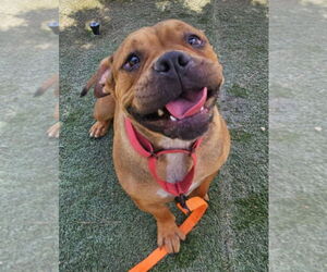 Bulldog-Unknown Mix Dogs for adoption in Lakewood, CO, USA
