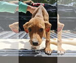 Small #1 Mutt