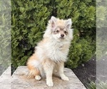 Small #4 Pomeranian