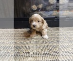 Small #3 Mal-Shi-Poodle (Miniature) Mix