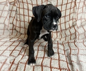 Boxer Puppy for sale in FRANKLIN, IN, USA