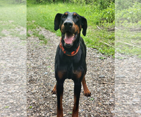 Medium Photo #24 Doberman Pinscher Puppy For Sale in Buffalo, MN, USA