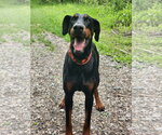 Small #23 Doberman Pinscher