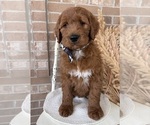 Puppy Cedar Goldendoodle