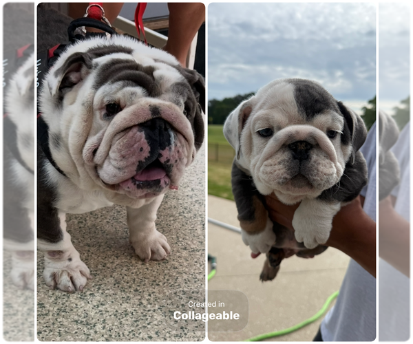 Medium Photo #18 Bulldog Puppy For Sale in MCDONOUGH, GA, USA