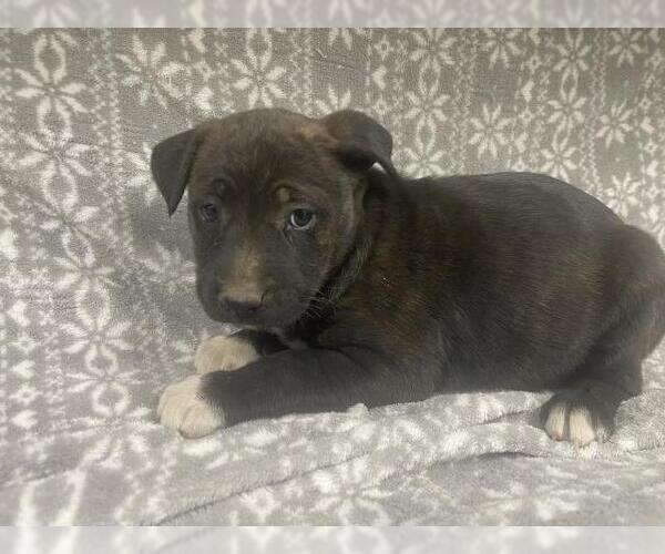 Medium Photo #1 Mutt Puppy For Sale in HESPERIA, CA, USA