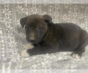 Mutt Dogs for adoption in HESPERIA, CA, USA