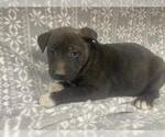 Small Mutt