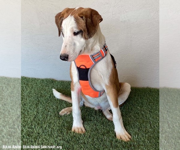 Medium Photo #4 Bull Terrier-Unknown Mix Puppy For Sale in San Diego, CA, USA