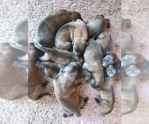 Belgian Malinois Puppy for sale in CHURCH HILL, TN, USA
