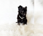 Small #6 Chihuahua