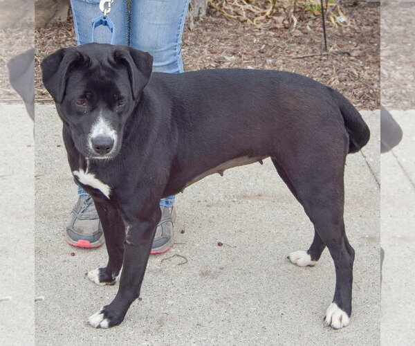 Medium Photo #5 Boxer-Unknown Mix Puppy For Sale in Huntley, IL, USA
