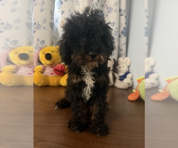 Medium Photo #39 Havapoo Puppy For Sale in DURHAM, CT, USA