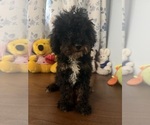 Havapoo puppies - Male Havapoo Puppy for Sale - Photo #39