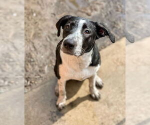 Lola - Female Australian Shepherd-Maremma Sheepdog Mix Dog for Adoption - Photo #11