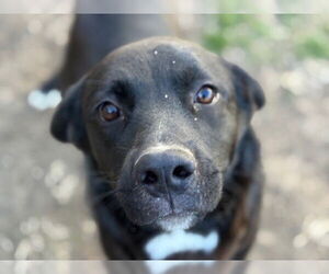 Labrador Retriever-Unknown Mix Dogs for adoption in Tulsa, OK, USA