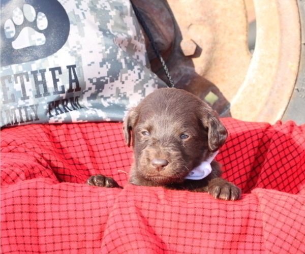 Medium Photo #3 Labradoodle Puppy For Sale in SHARPSBURG, GA, USA