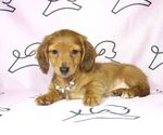 Small Photo #19 Dachshund Puppy For Sale in LAS VEGAS, NV, USA