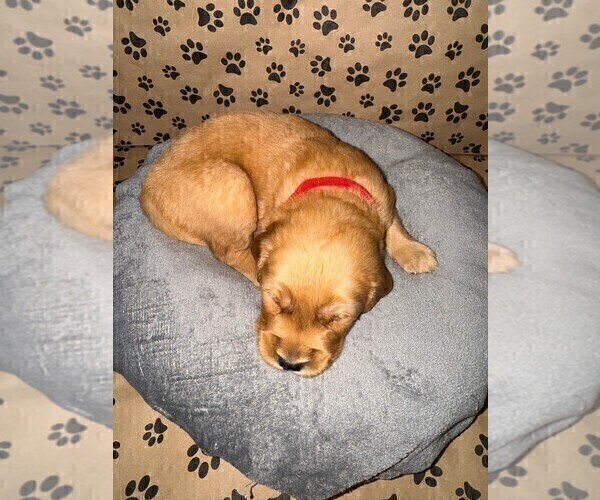Medium Photo #11 Golden Retriever Puppy For Sale in PANA, IL, USA