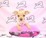 Small Photo #5 Chihuahua Puppy For Sale in LAS VEGAS, NV, USA