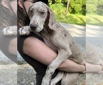 Puppy AKC Sandy Great Dane