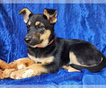 Small #1 German Shepherd Dog Mix