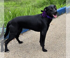 Labrador Retriever Dog for Adoption in SAN FRANCISCO, California USA