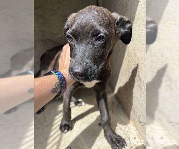 Medium Photo #1 American Pit Bull Terrier-Unknown Mix Puppy For Sale in Oklahoma City, OK, USA